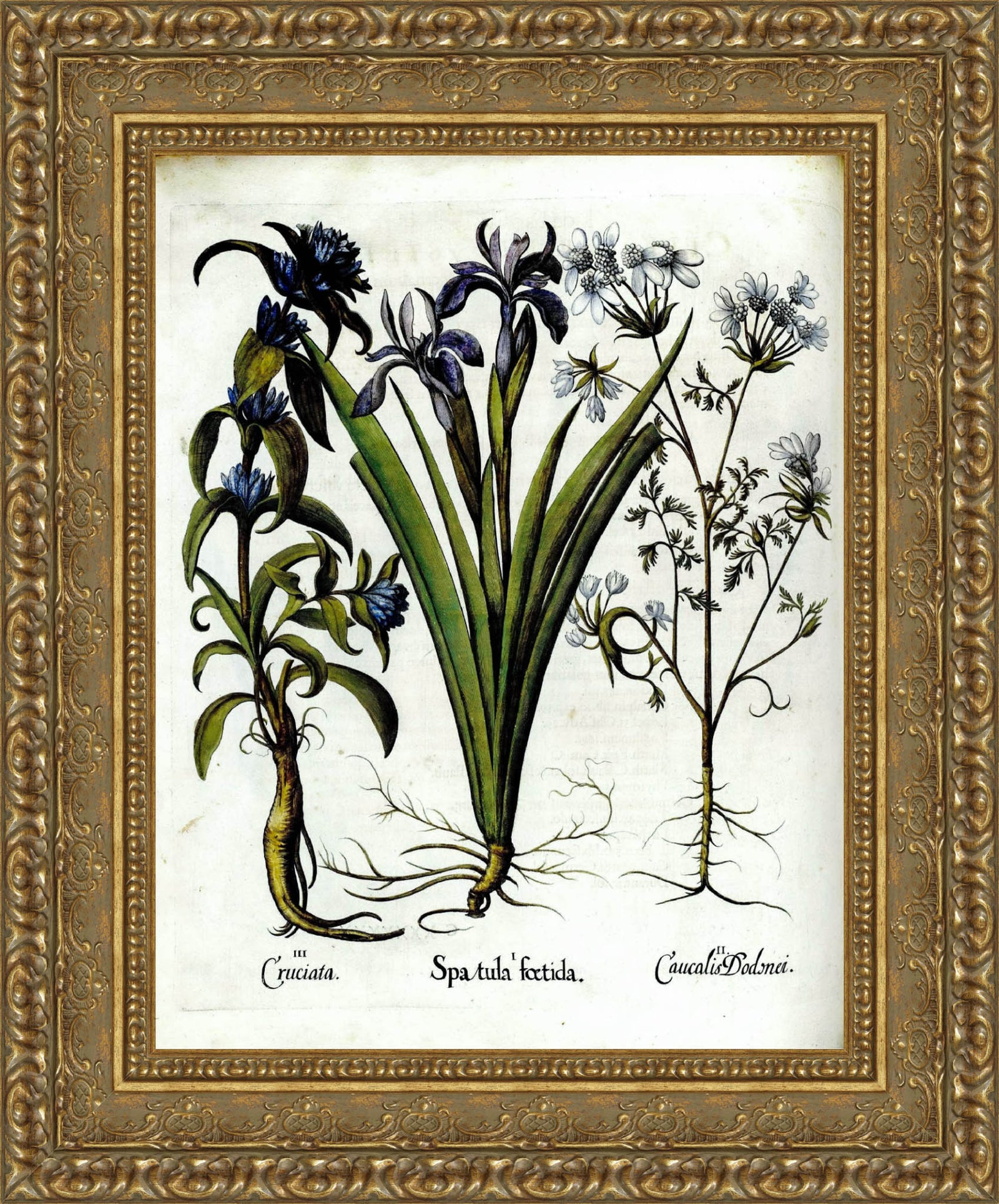 Cruciata, Spatula Foetida & Caucalis Dodnei – Basilius Besler, 1613