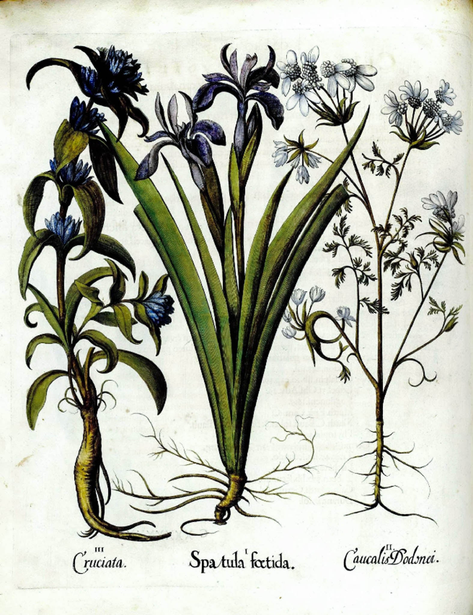 Cruciata, Spatula Foetida & Caucalis Dodnei – Basilius Besler, 1613