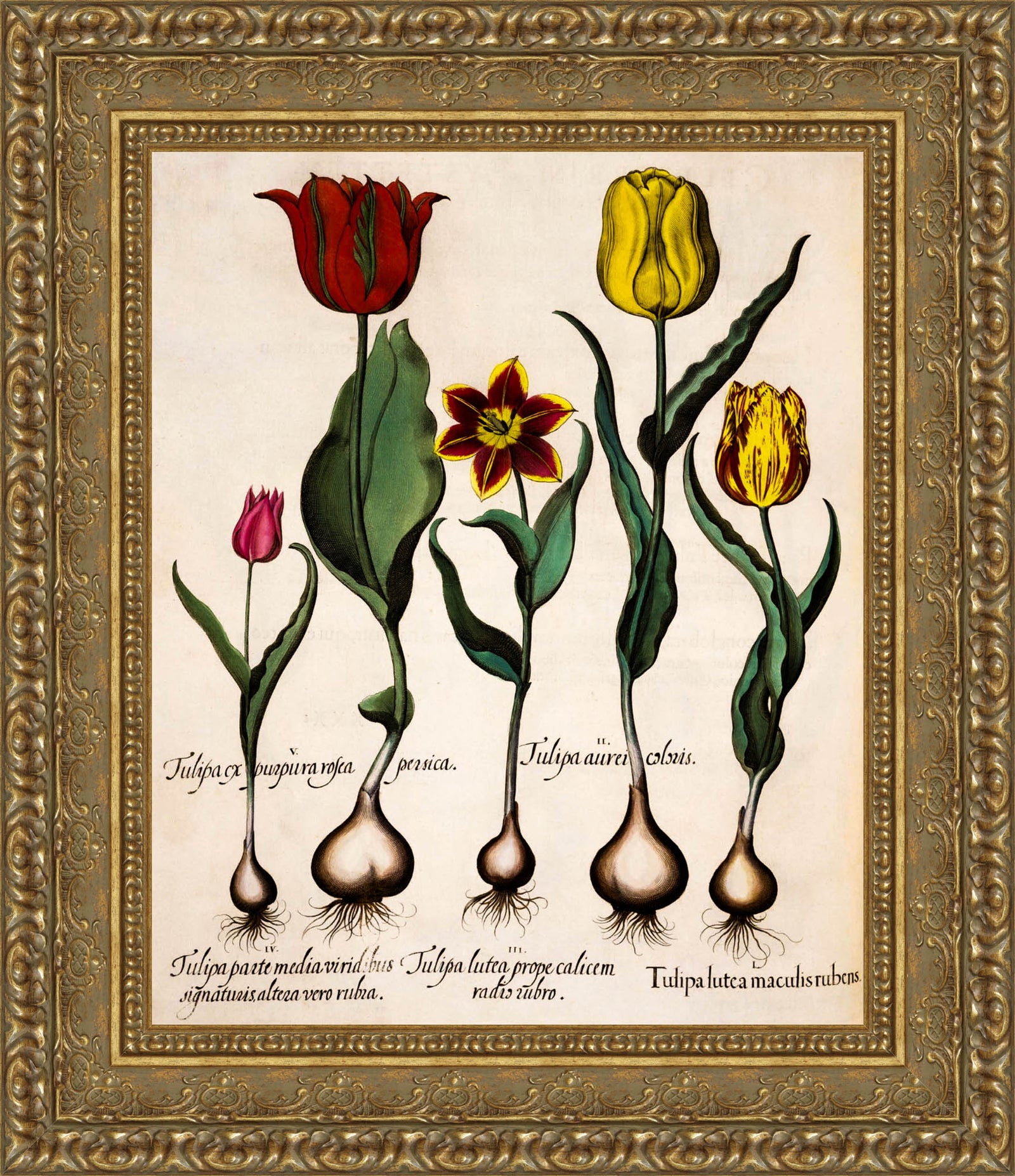 Tulipa – Basilius Besler, 1613