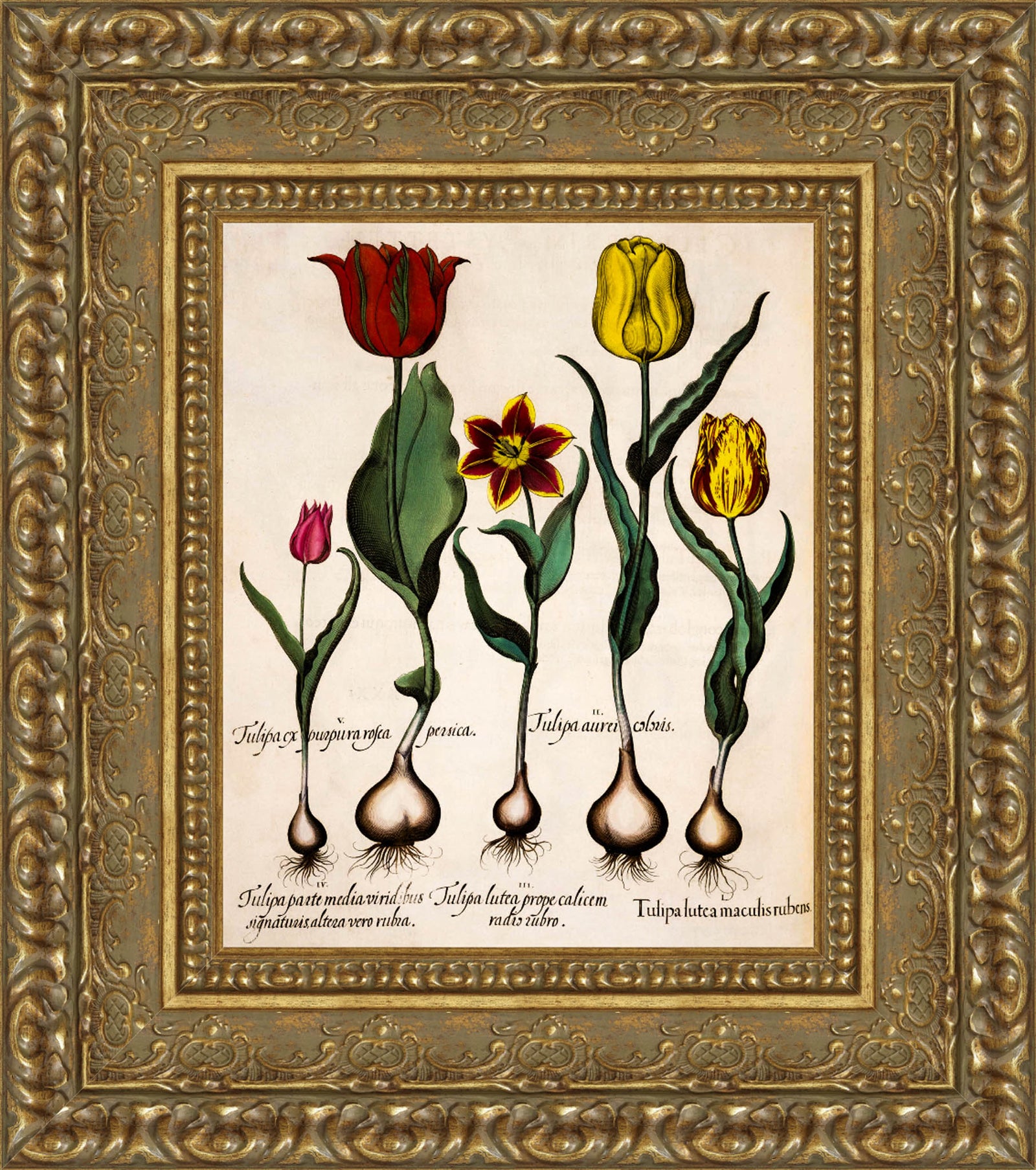 Tulipa – Basilius Besler, 1613
