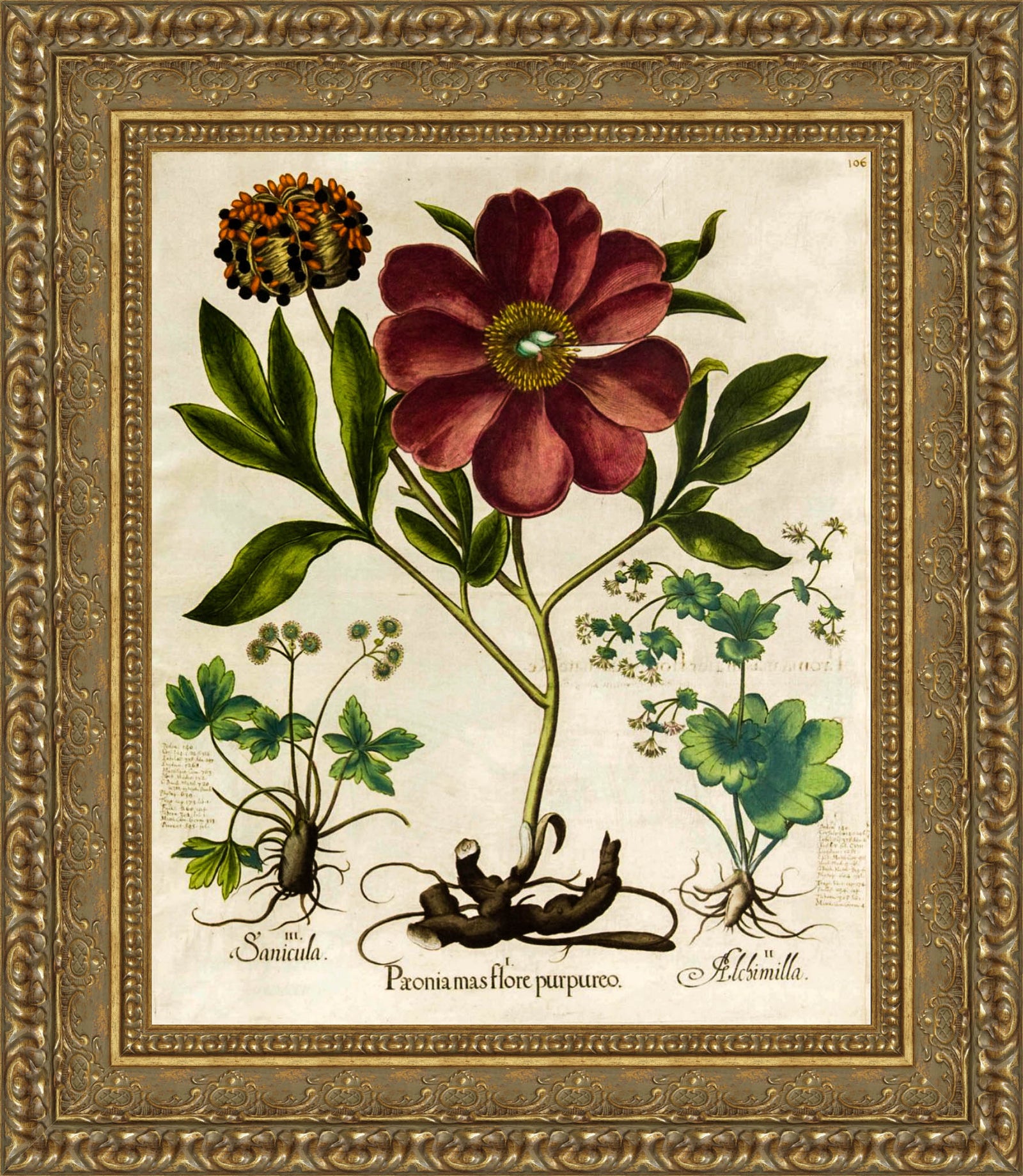 Paeonia Mas Flore Purpureo – Basilius Besler, 1613