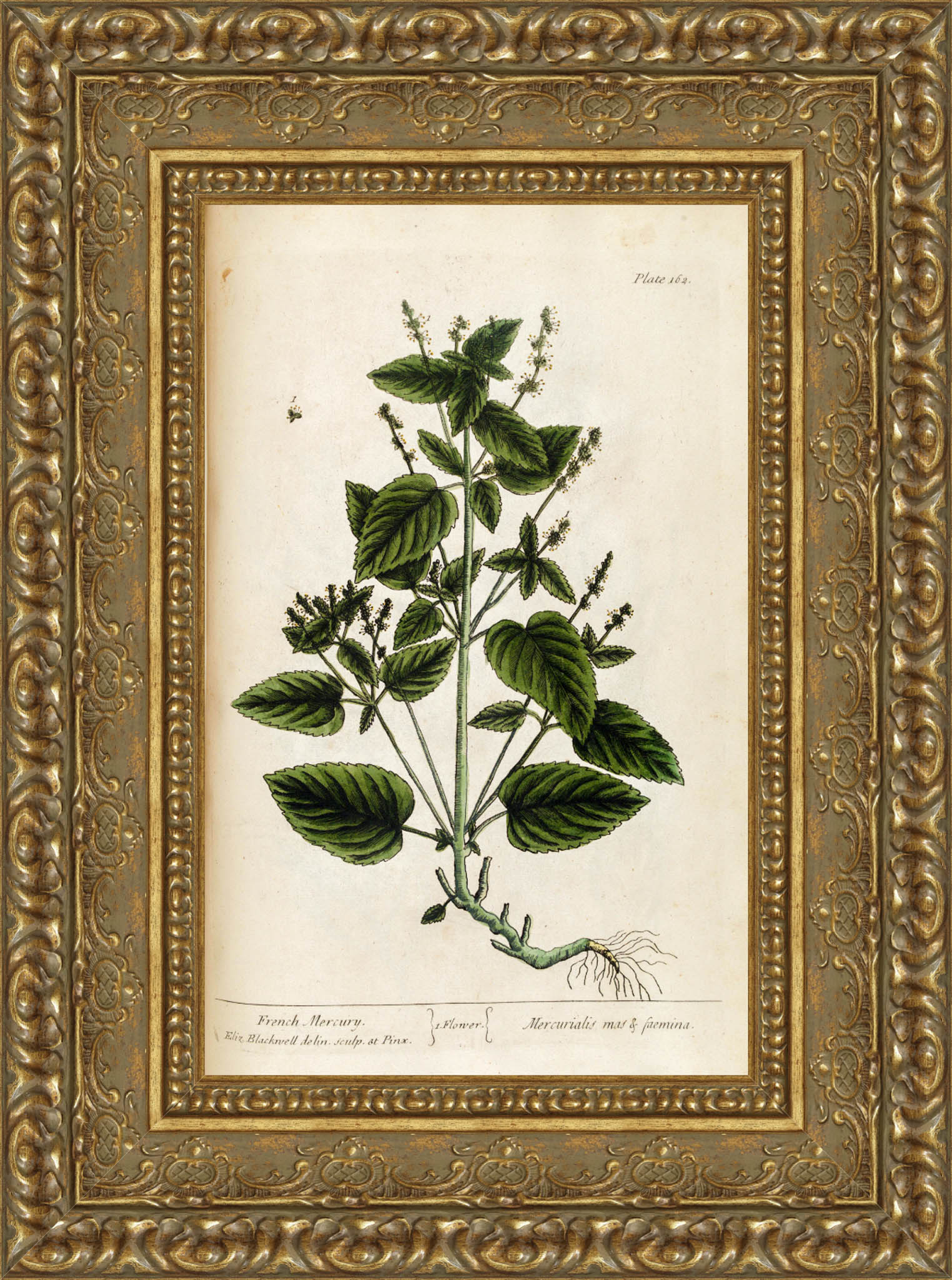 French Mercury, A Curious Herbal, Plate 162 – Elizabeth Blackwell, 1737