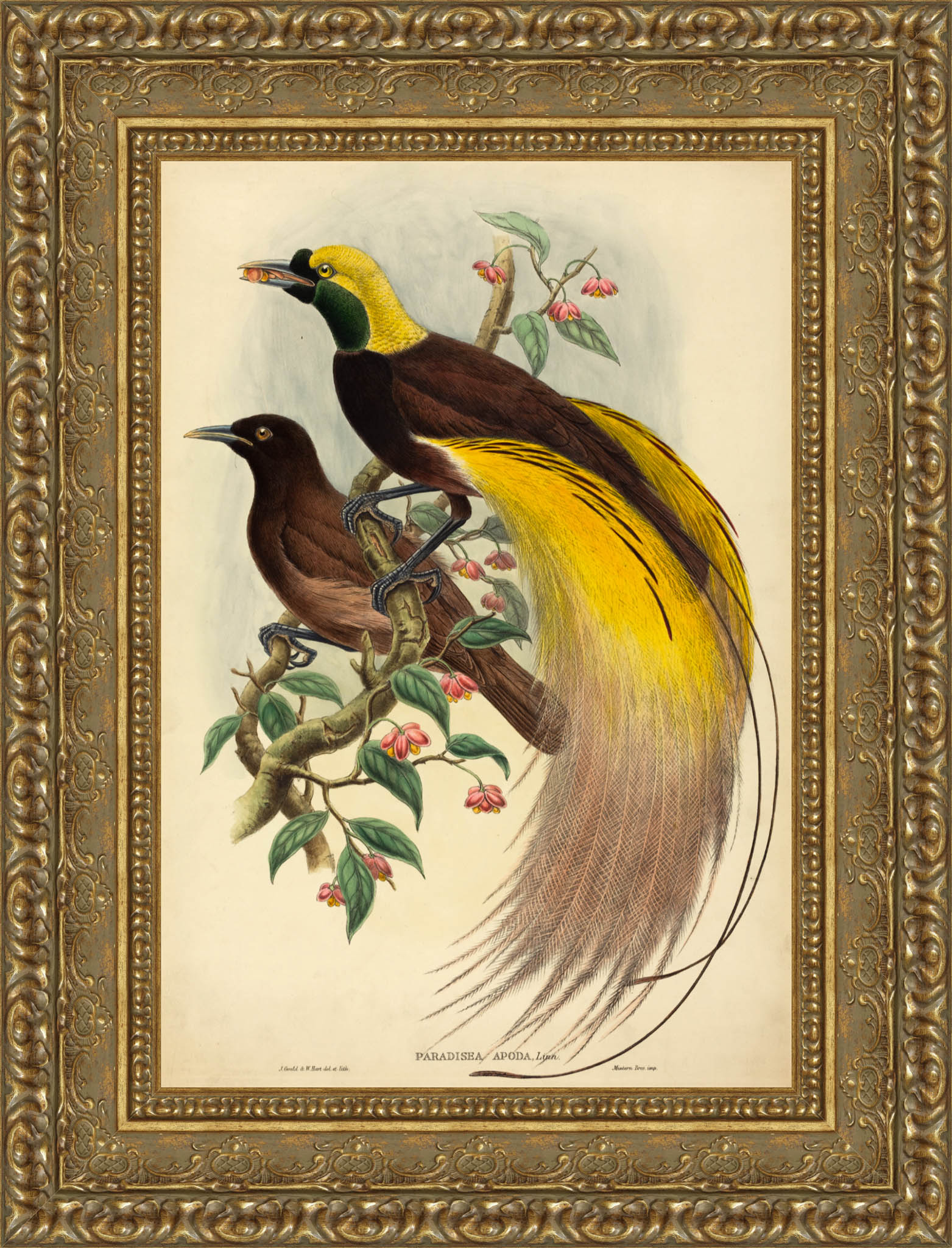 Bird of Paradise (Paradisea Apoda) – John Gould, 1875