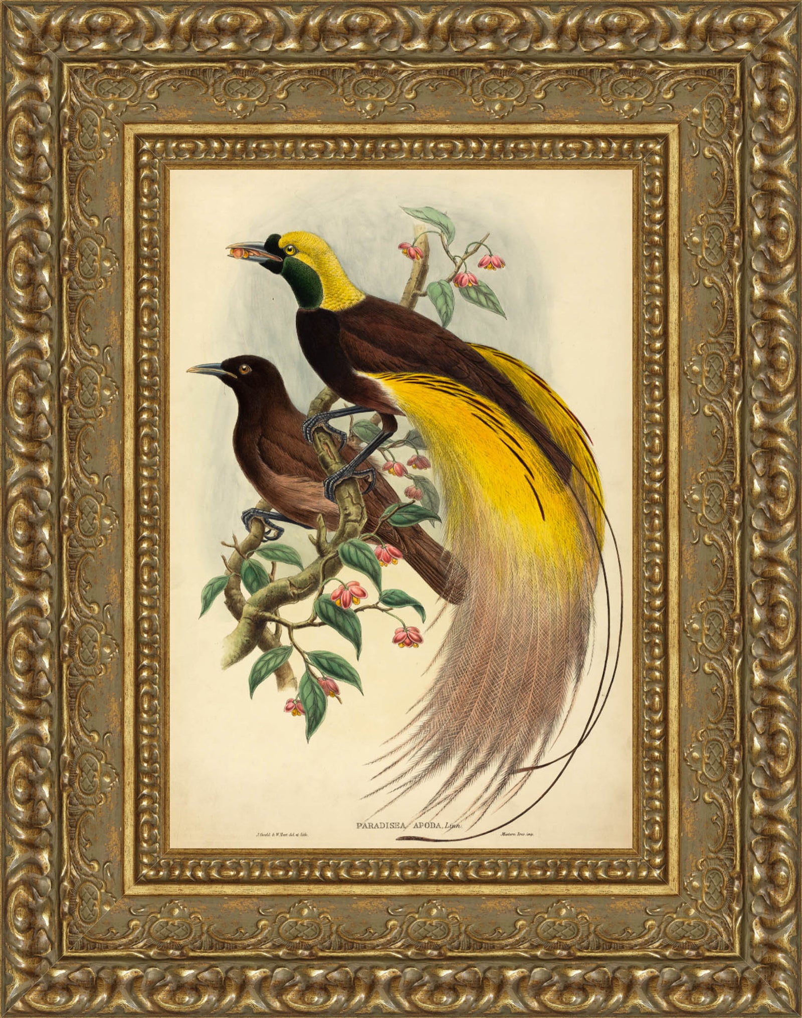 Bird of Paradise (Paradisea Apoda) – John Gould, 1875