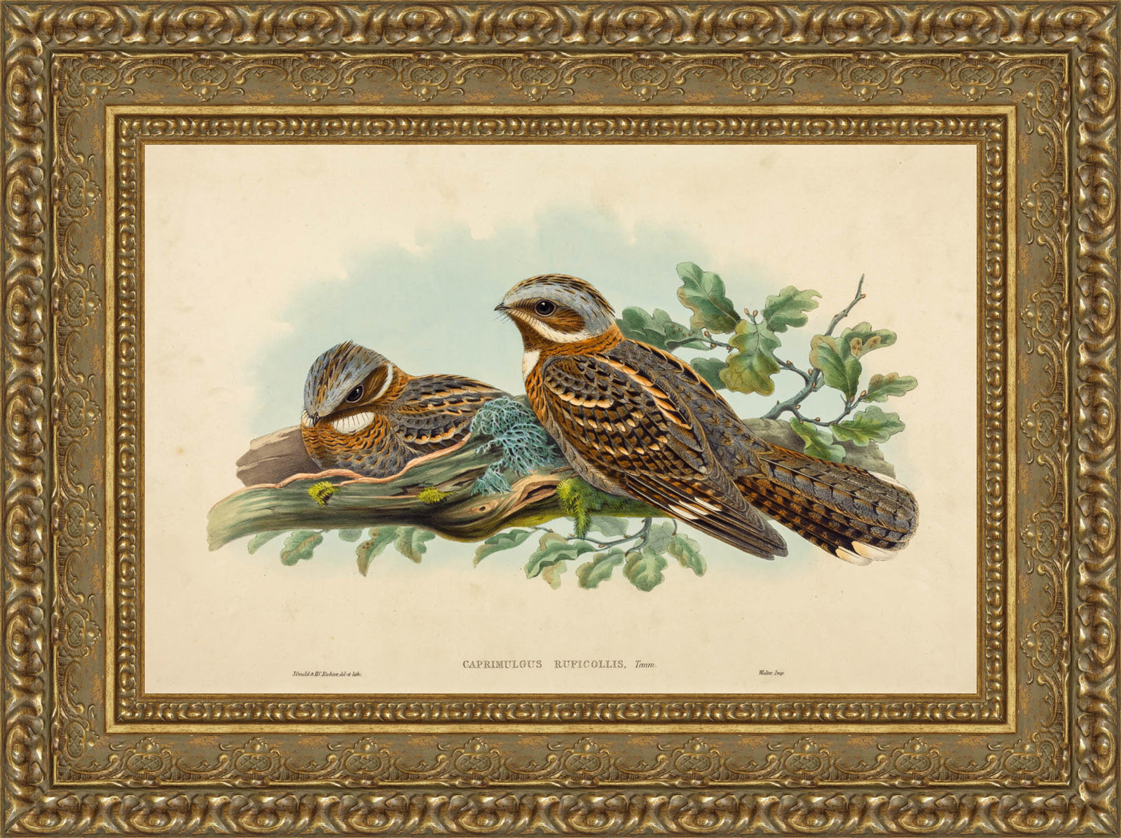 Caprimulgus Ruficollis – John Gould, 1837