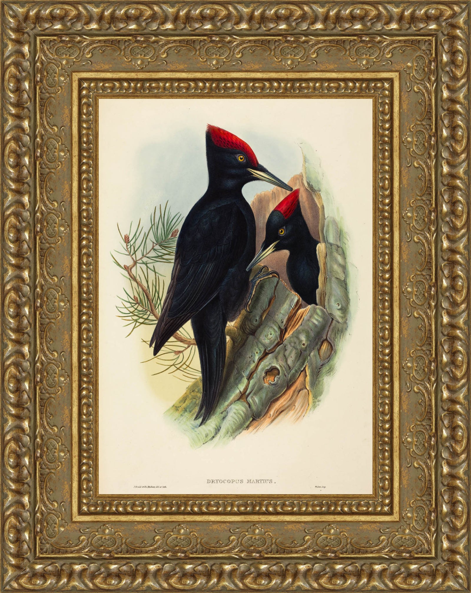 Great Black Woodpecker (Dryocopus martius) – John Gould, c. 1837