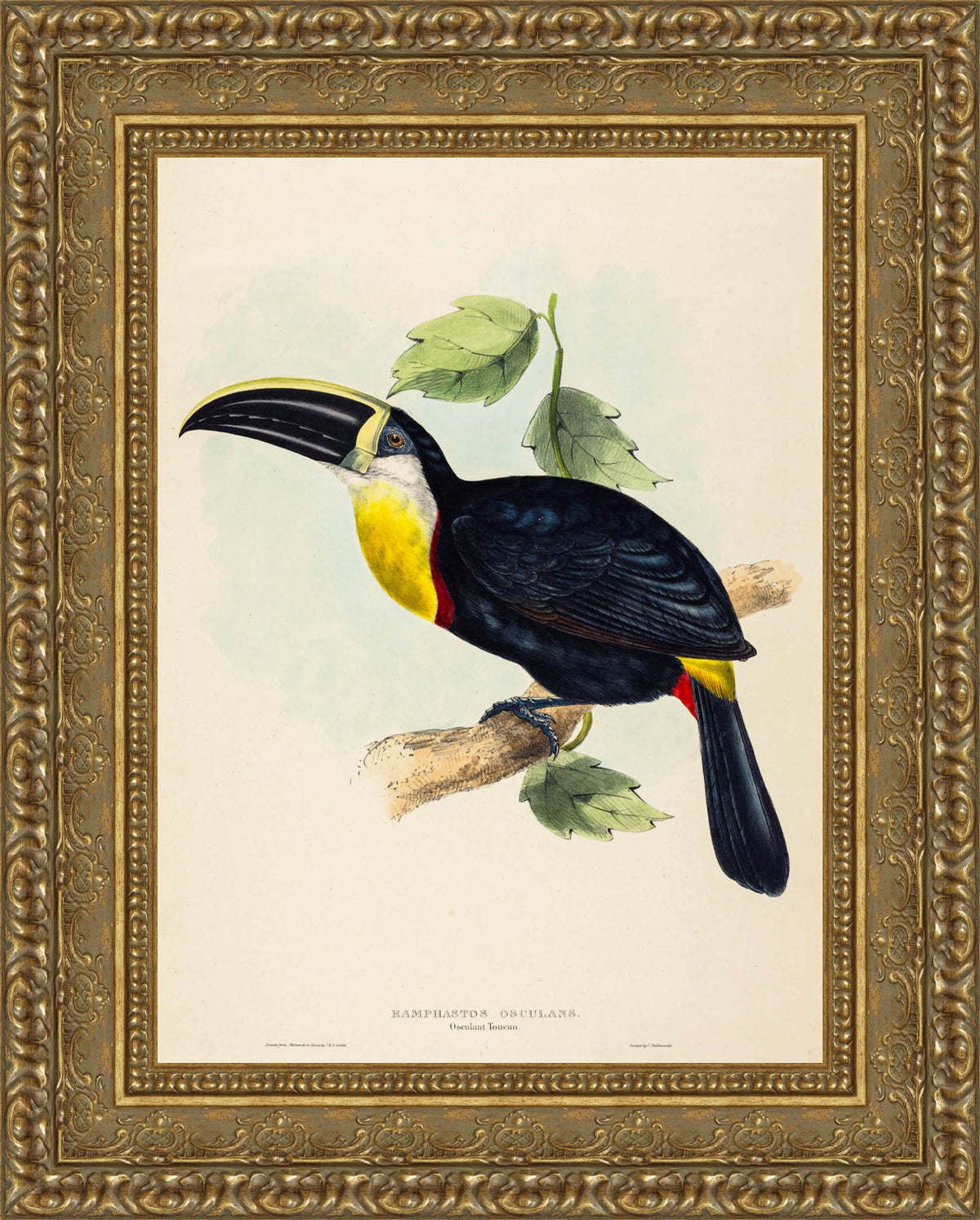 Osculant Toucan (Ramphastos osculans) – John Gould, 1854