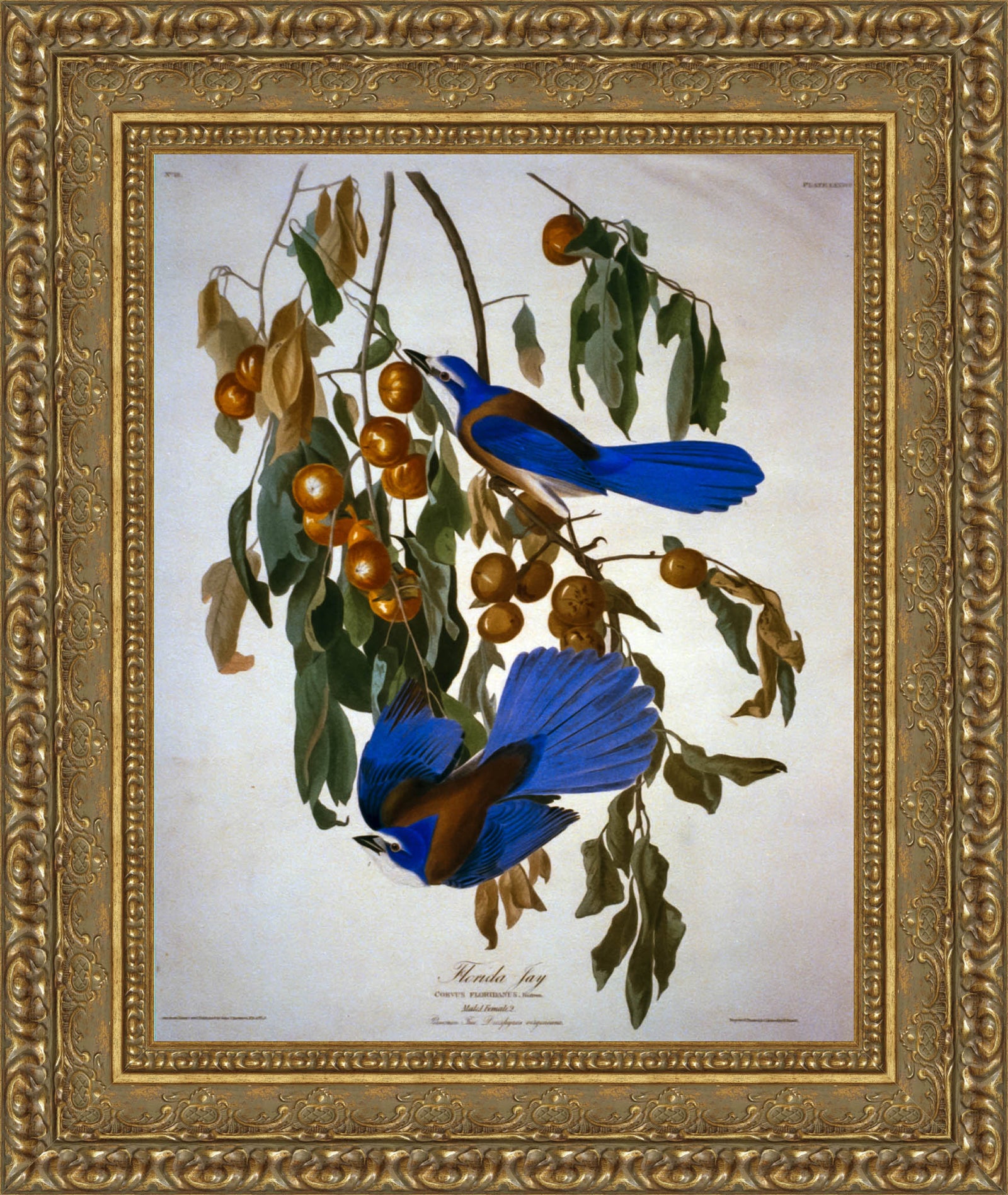 Florida Jay – John James Audubon, 1830