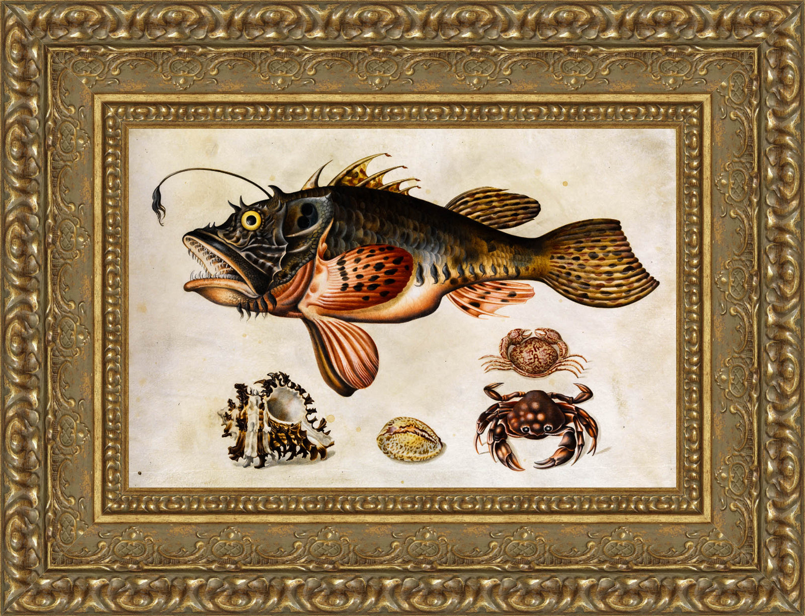 Deep-Sea Fish, Crabs, and Sea Snails – Maria Sibylla Merian, c. 1700