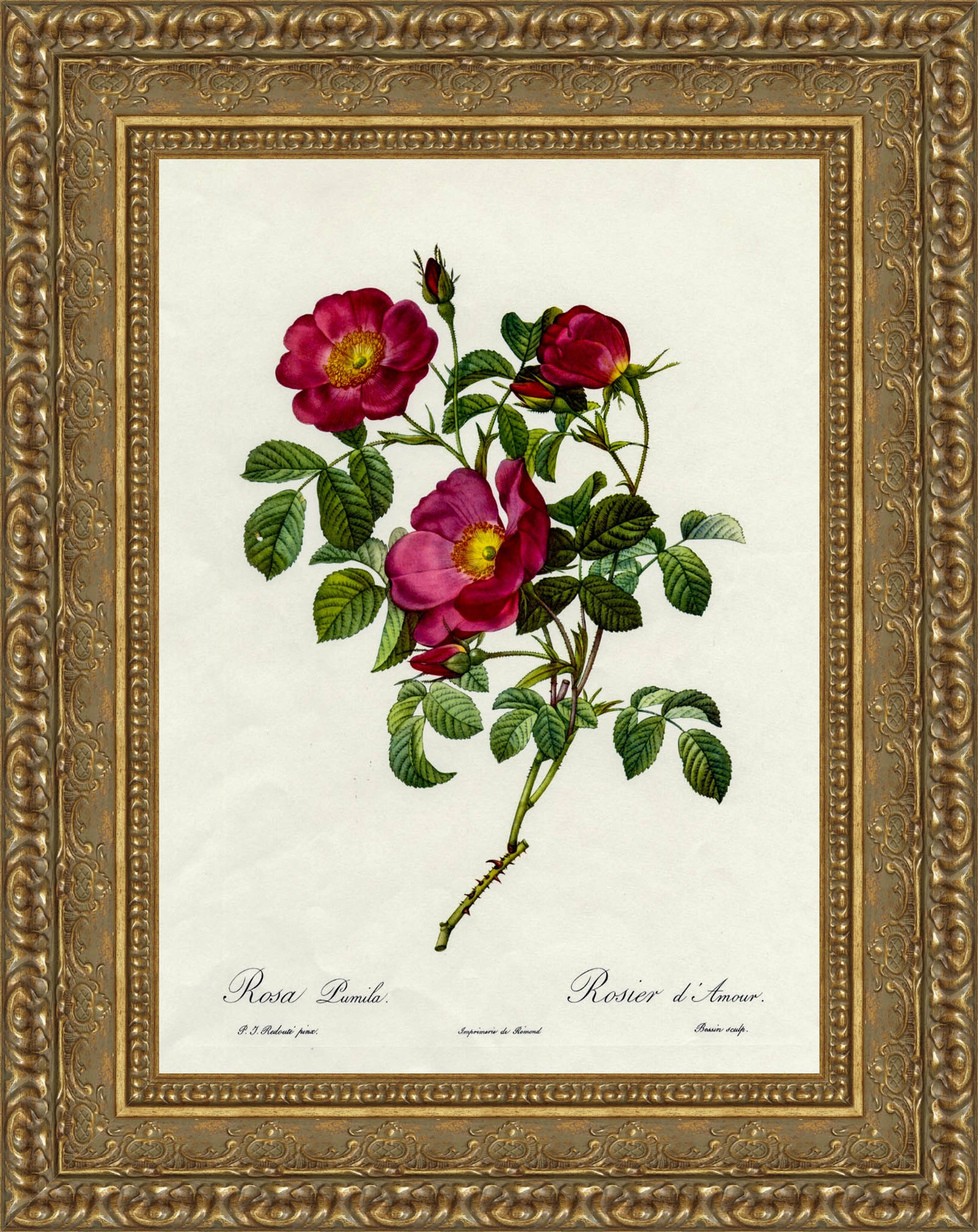Rosa Pumila, Rosier d'Amour – Pierre-Joseph Redouté, 1817