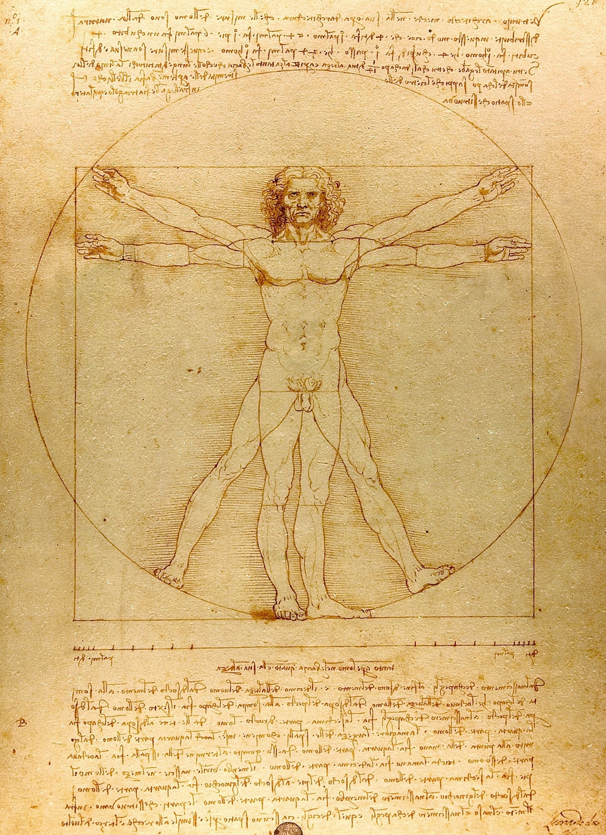 Vitruvian Man by Leonardo da Vinci — Framed Giclee Canvas Print | Canvas Classics