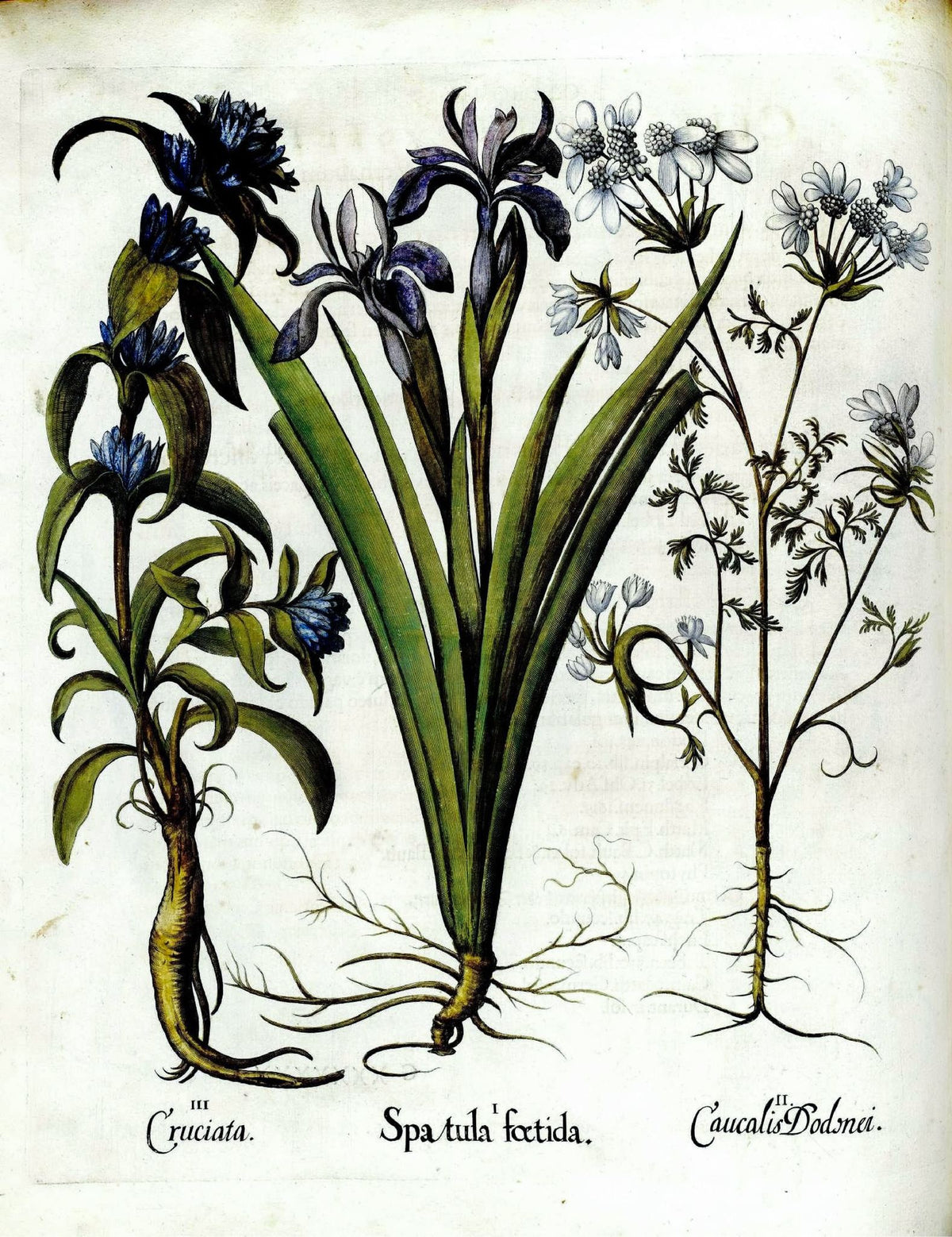 Crosswort, Stinking Iris and Bur Parsley (Cruciata, Spatula Foetida & Caucalis Dodnei) – Basilius Besler, 1613, framed