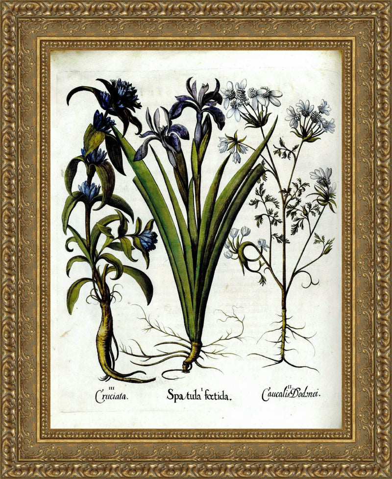 Cruciata, Spatula Foetida & Caucalis Dodnei – Basilius Besler, 1613