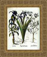 Cruciata, Spatula Foetida & Caucalis Dodnei – Basilius Besler, 1613