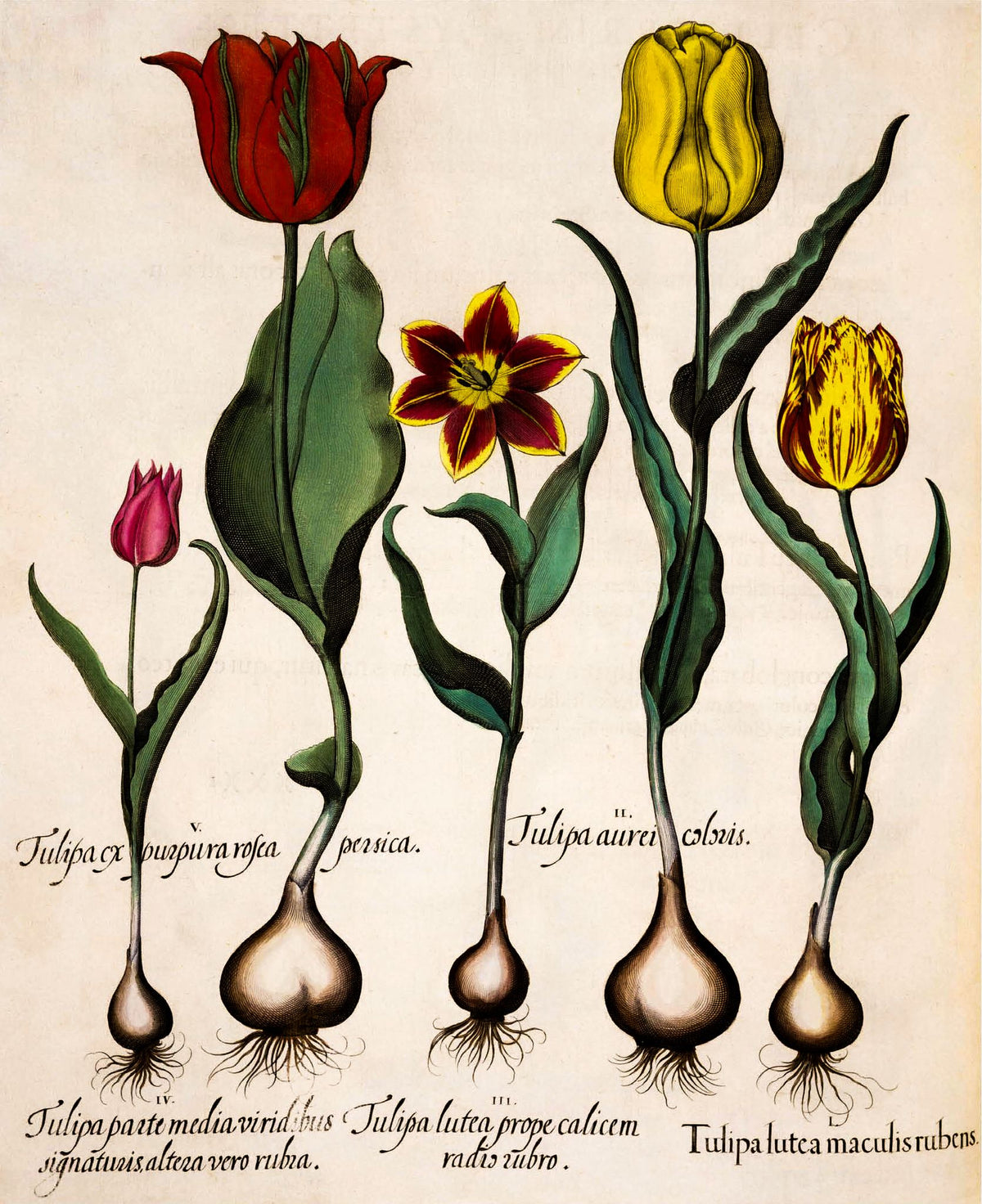 Tulip (Tulipa) – Basilius Besler, 1613, framed