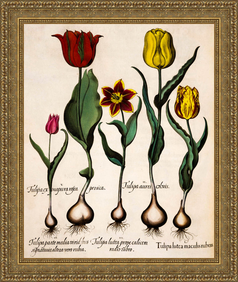 Tulipa – Basilius Besler, 1613