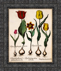 Dark Bronze frame
