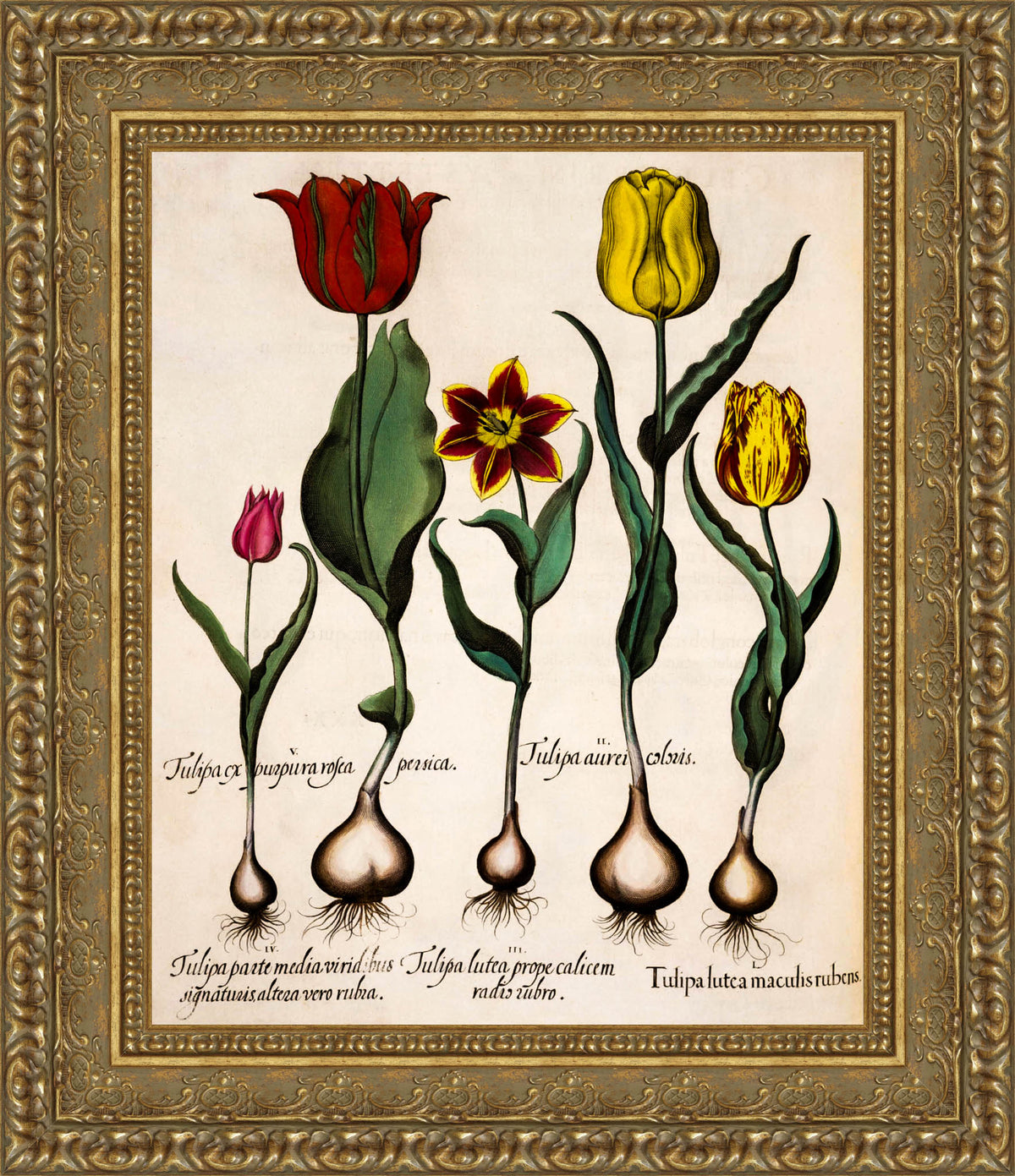 Tulipa – Basilius Besler, 1613