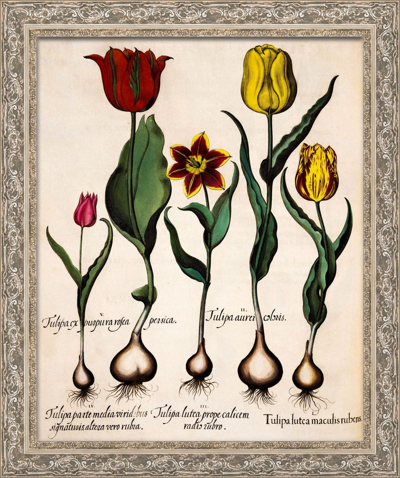 Tulip (Tulipa) – Basilius Besler, 1613