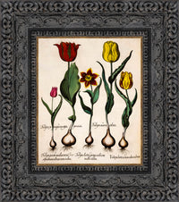 Dark Bronze frame