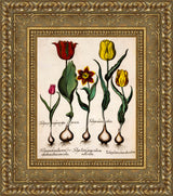 Tulipa – Basilius Besler, 1613