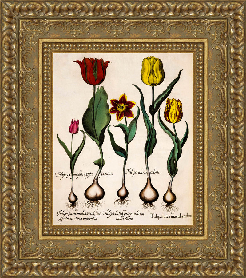 Tulipa – Basilius Besler, 1613