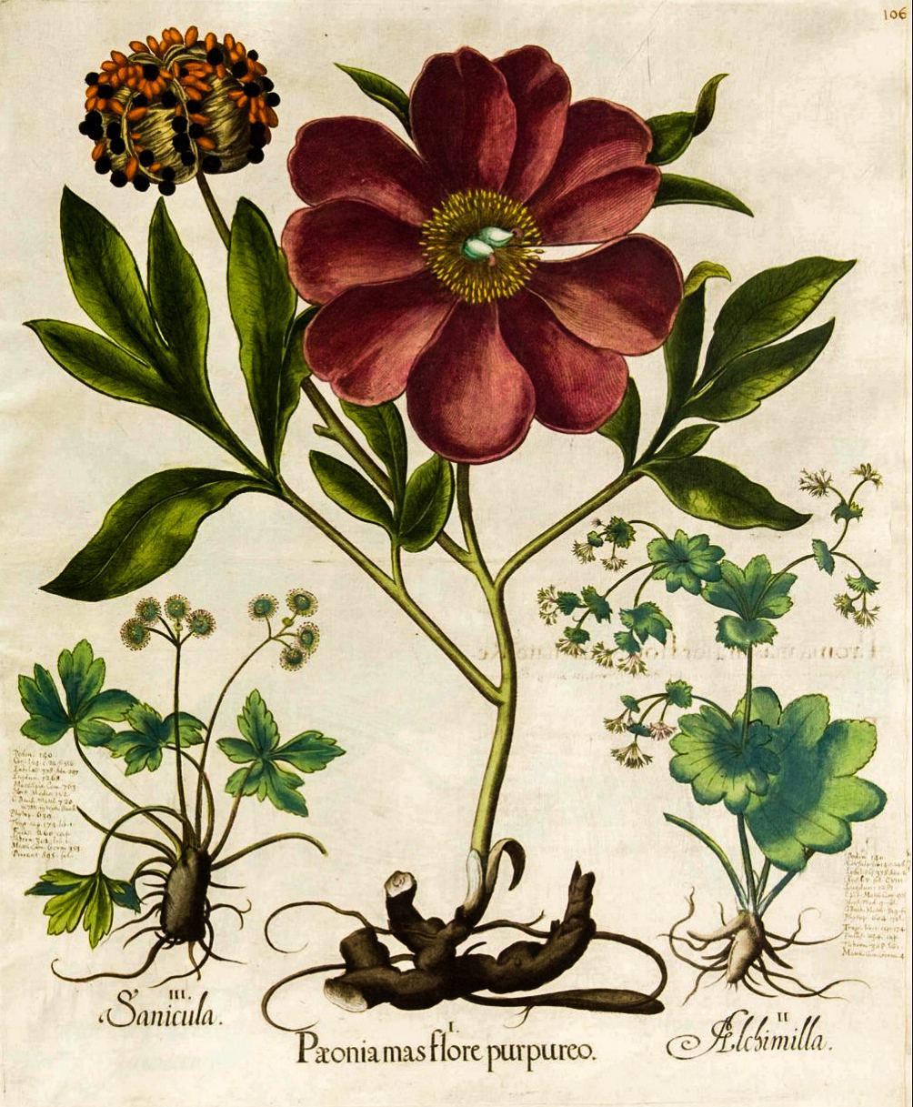 Purple Peony (Paeonia Mas Flore Purpureo) – Basilius Besler, 1613, framed