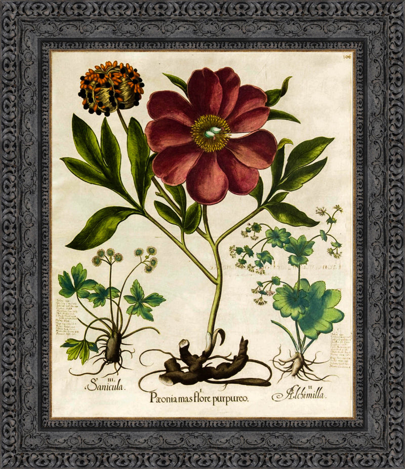 Paeonia Mas Flore Purpureo – Basilius Besler, 1613