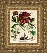 Paeonia Mas Flore Purpureo – Basilius Besler, 1613