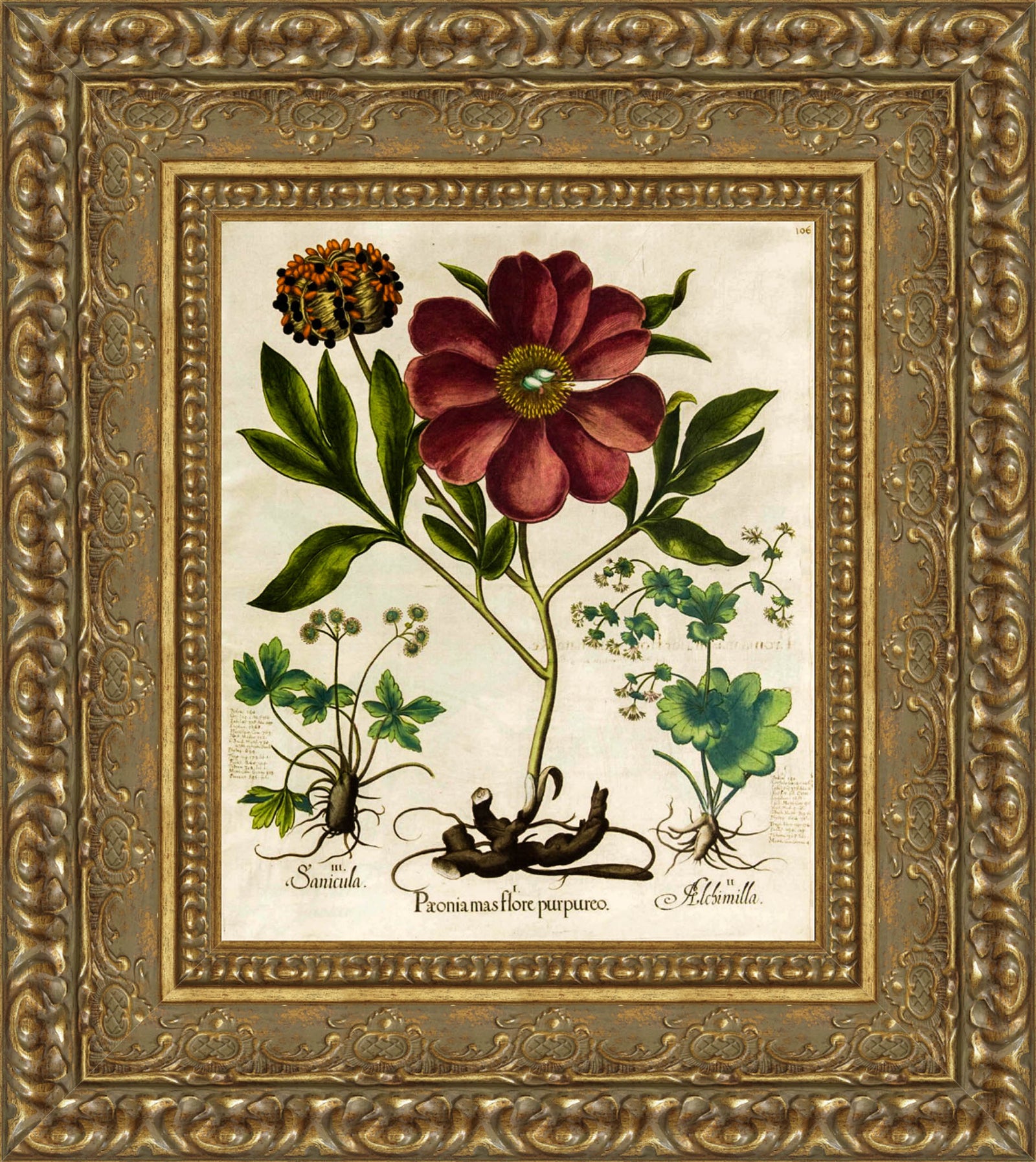 Paeonia Mas Flore Purpureo – Basilius Besler, 1613