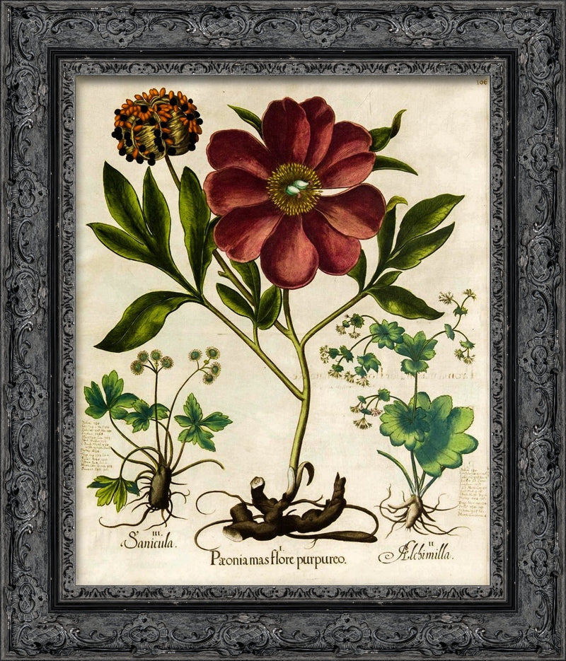 Purple Peony (Paeonia Mas Flore Purpureo) – Basilius Besler, 1613