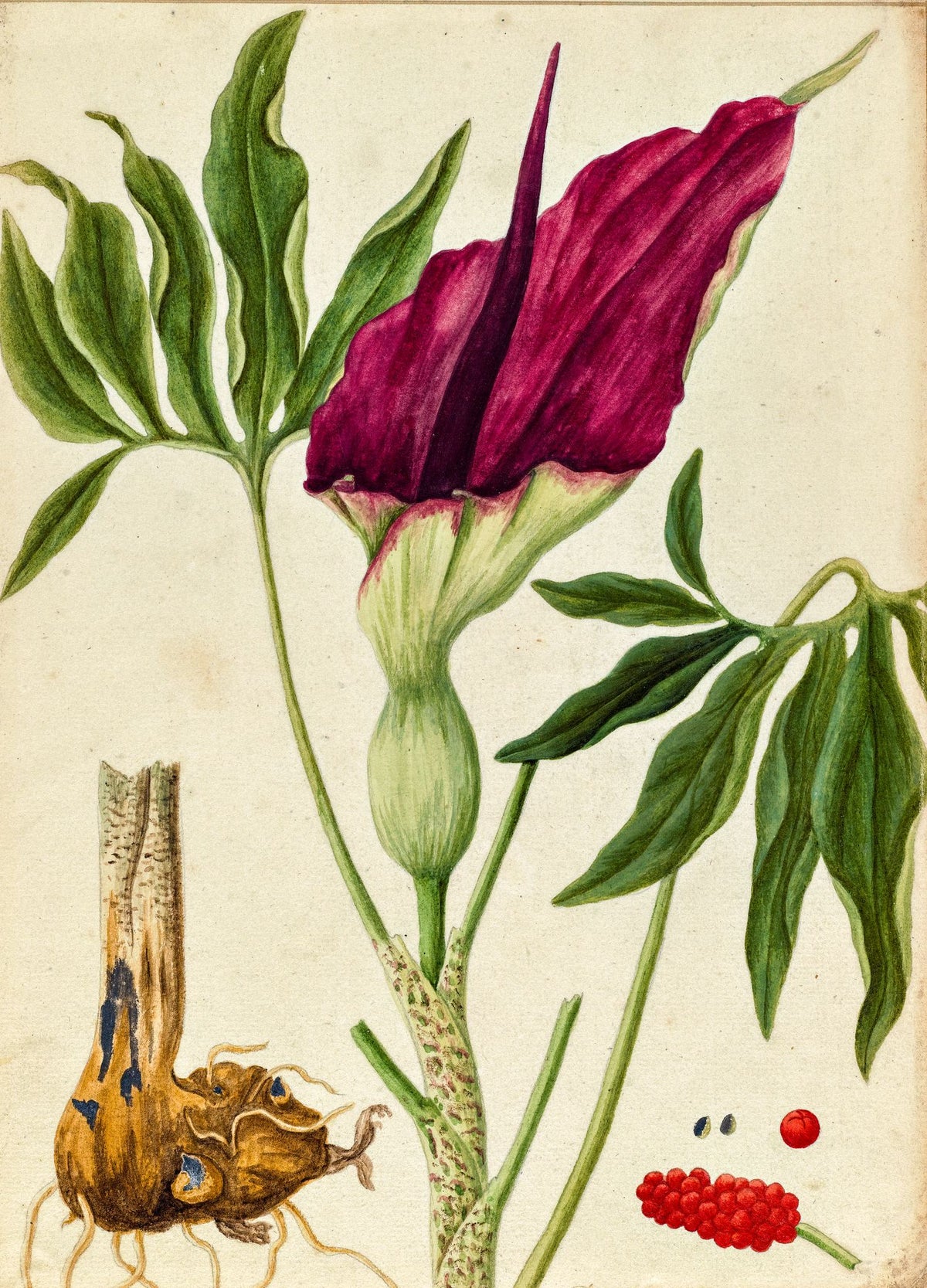 Dragon Arum (Dracunculus Vulgaris) – Elizabeth Blackwell, c. 1737, framed