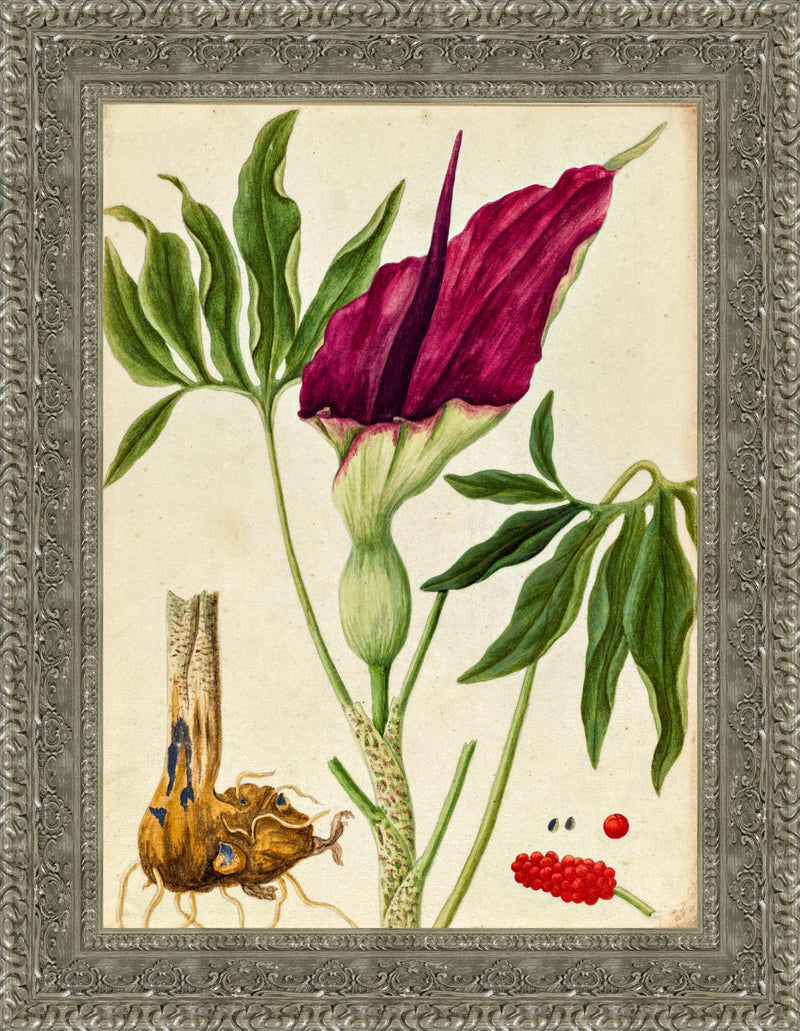 Dracunculus Vulgaris – Elizabeth Blackwell, c. 1737
