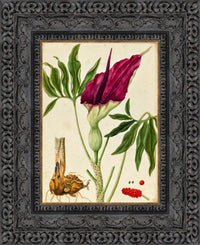 Dark Bronze frame