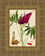 Dracunculus Vulgaris – Elizabeth Blackwell, c. 1737