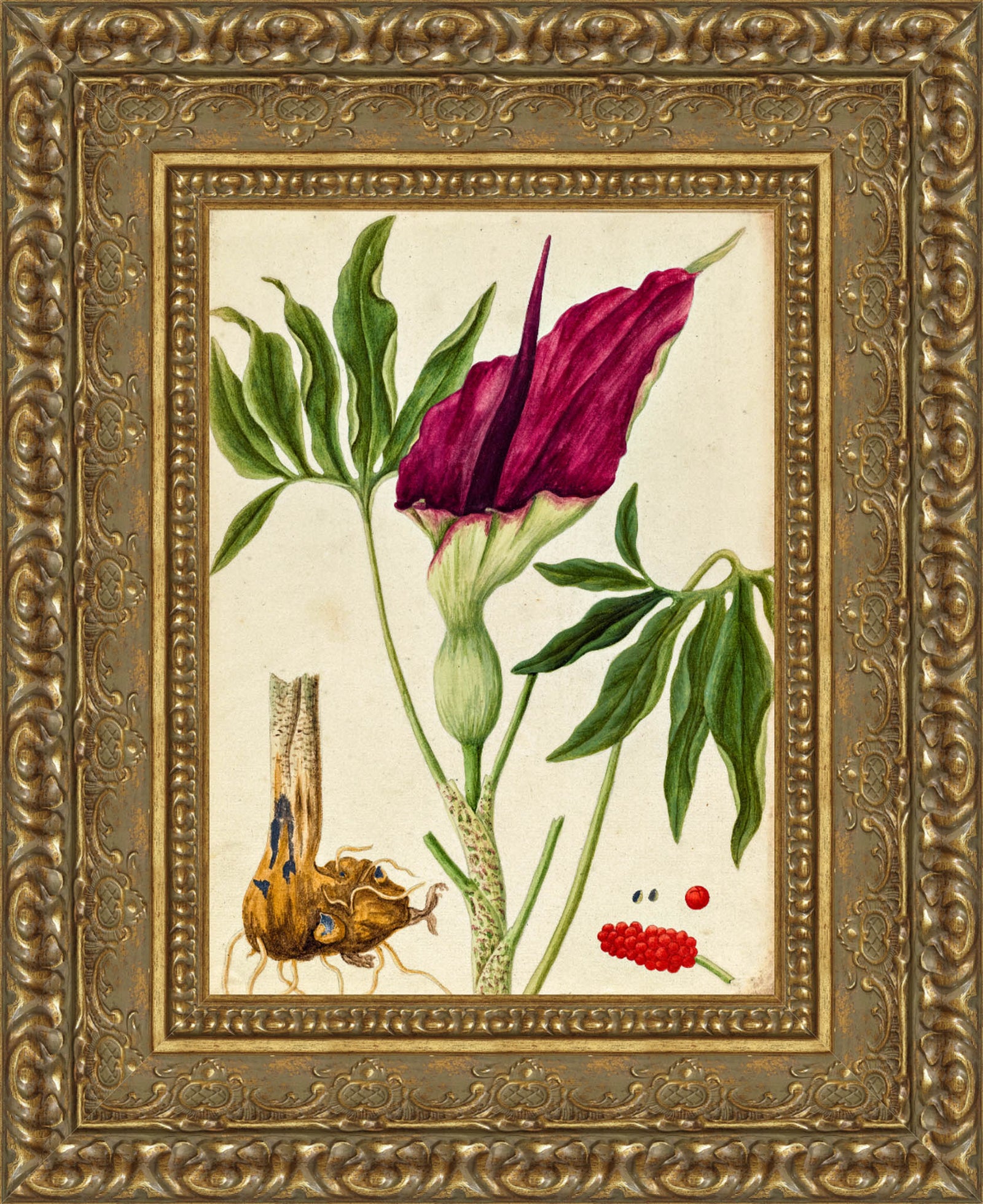 Dracunculus Vulgaris – Elizabeth Blackwell, c. 1737