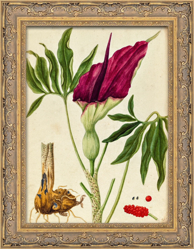 Dragon Arum (Dracunculus Vulgaris) – Elizabeth Blackwell, c. 1737