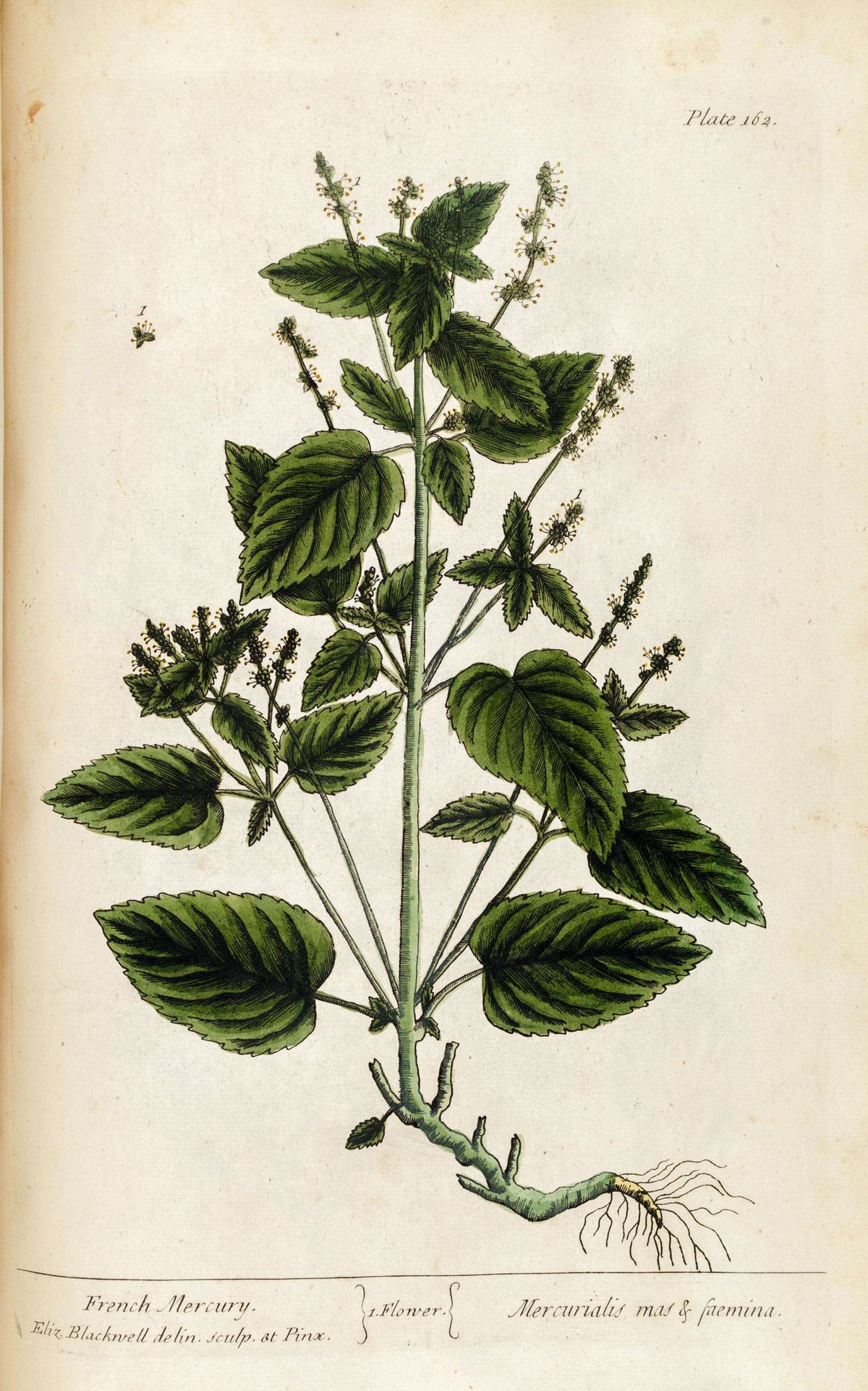 French Mercury, A Curious Herbal, Plate 162 – Elizabeth Blackwell, 1737, framed