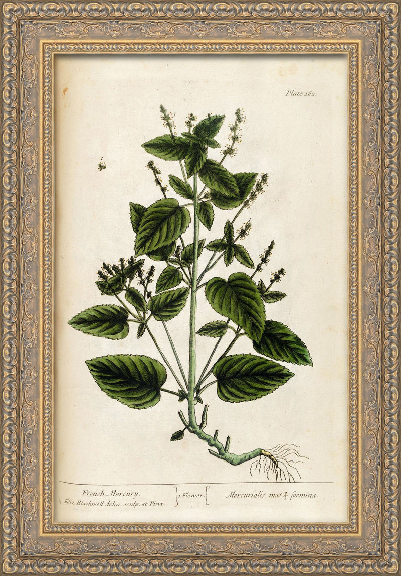 French Mercury, A Curious Herbal, Plate 162 – Elizabeth Blackwell, 1737