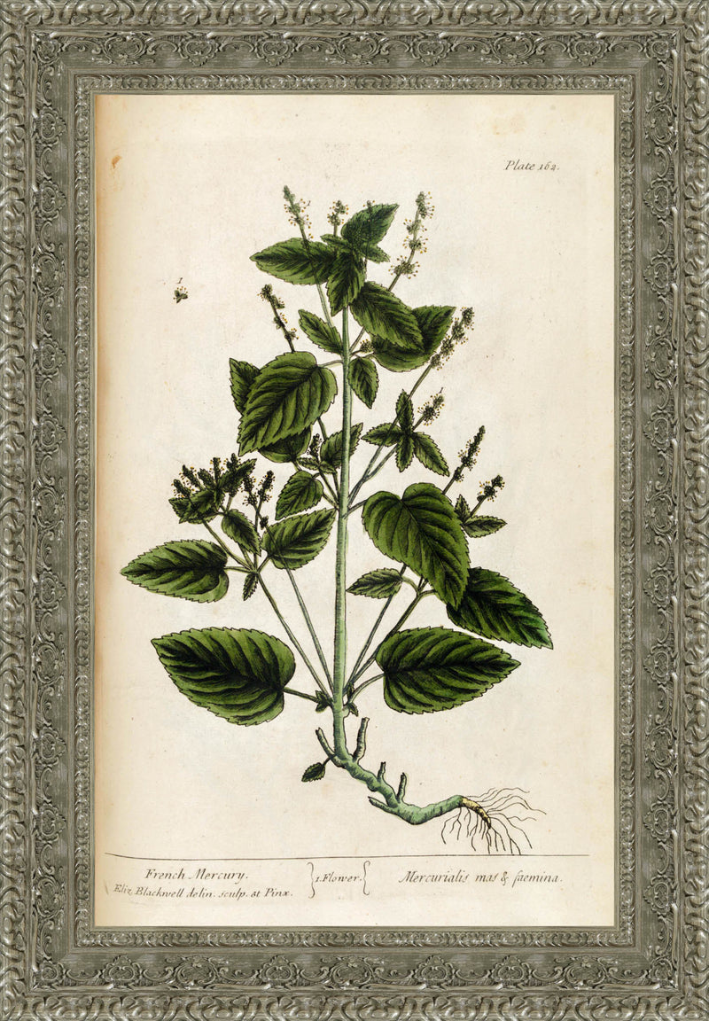French Mercury, A Curious Herbal, Plate 162 – Elizabeth Blackwell, 1737