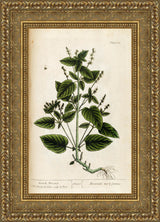 French Mercury, A Curious Herbal, Plate 162 – Elizabeth Blackwell, 1737