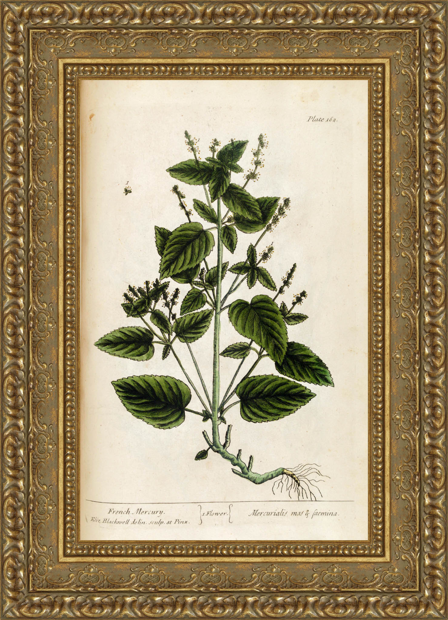 French Mercury, A Curious Herbal, Plate 162 – Elizabeth Blackwell, 1737