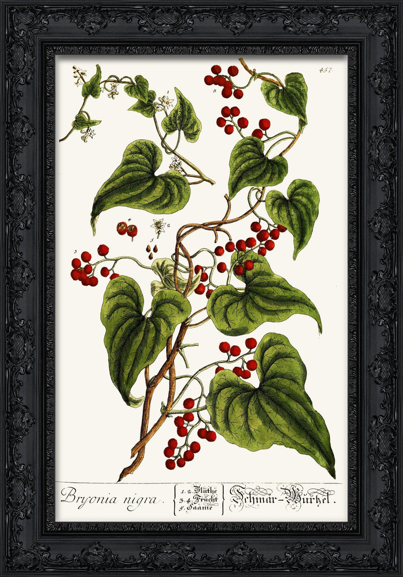 Black Bryony (Bryonia Nigra) – Elizabeth Blackwell, 1760