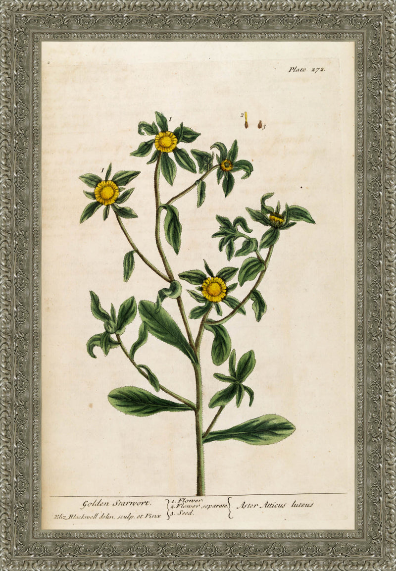 Golden Starwort (Pallenis spinosa), A Curious Herbal – Elizabeth Blackwell, 1739