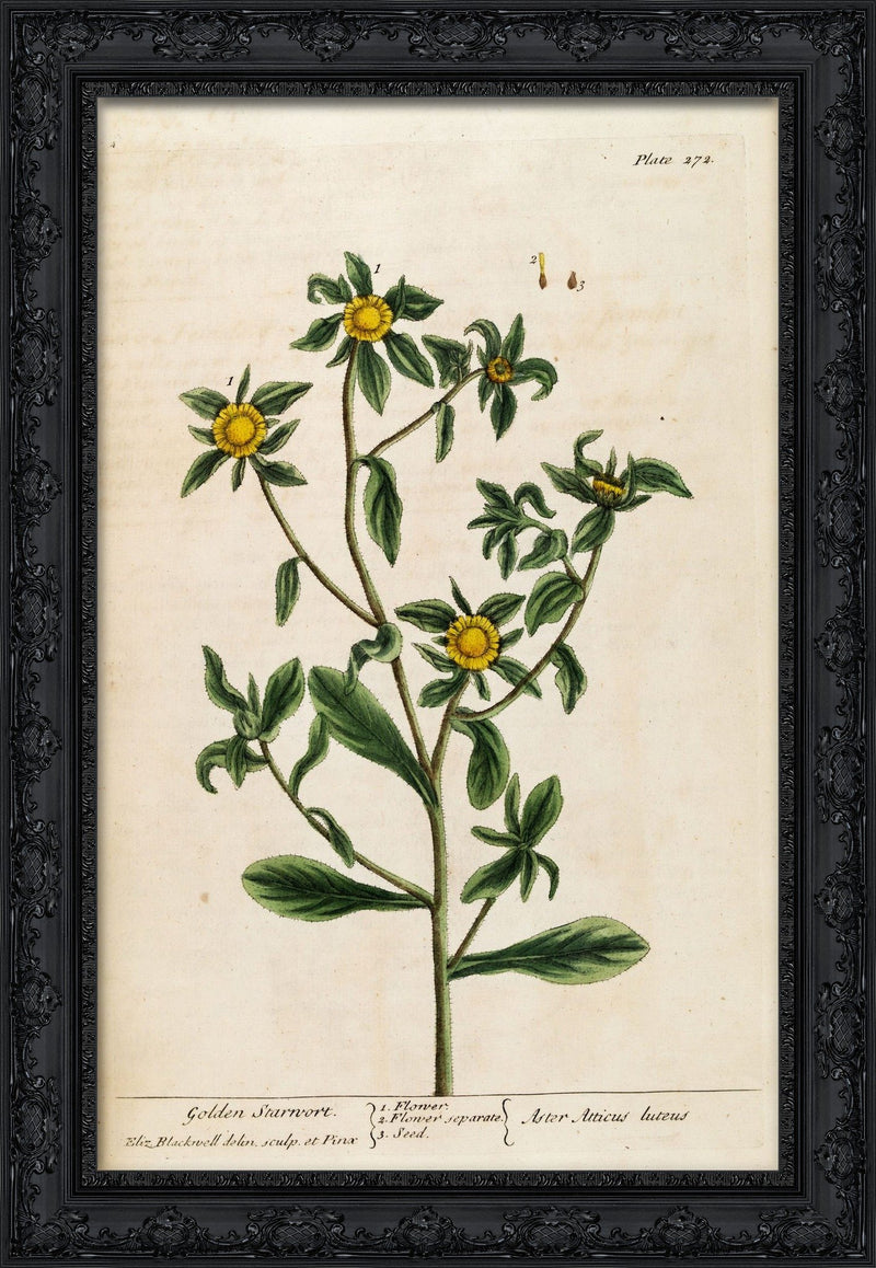 Golden Starwort (Pallenis spinosa), A Curious Herbal – Elizabeth Blackwell, 1739