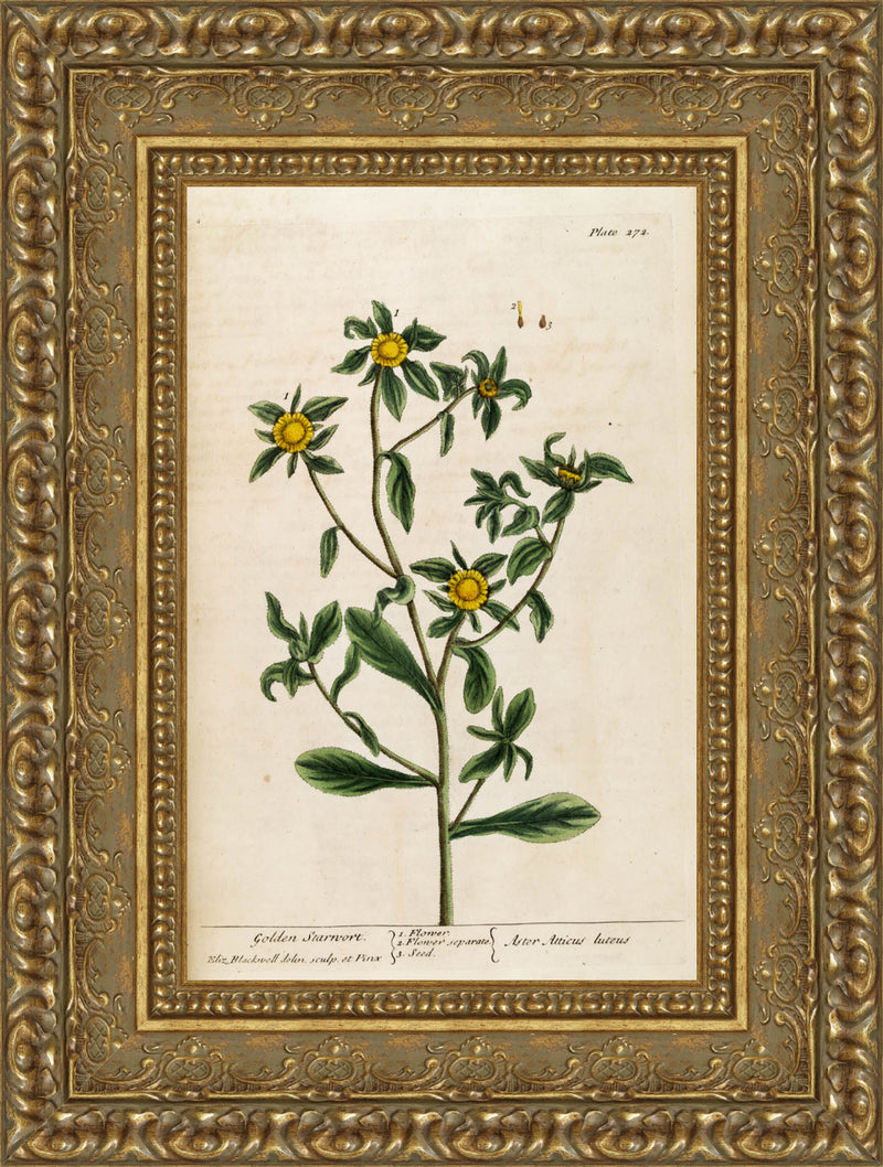 Golden Starwort (Pallenis spinosa), A Curious Herbal – Elizabeth Blackwell, 1739