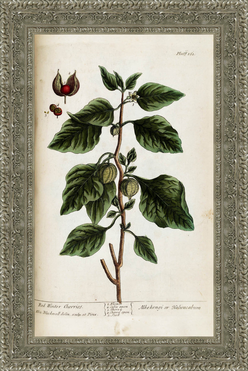 Red Winter Cherries (A Curious Herbal, Plate 161) – Elizabeth Blackwell, 1737
