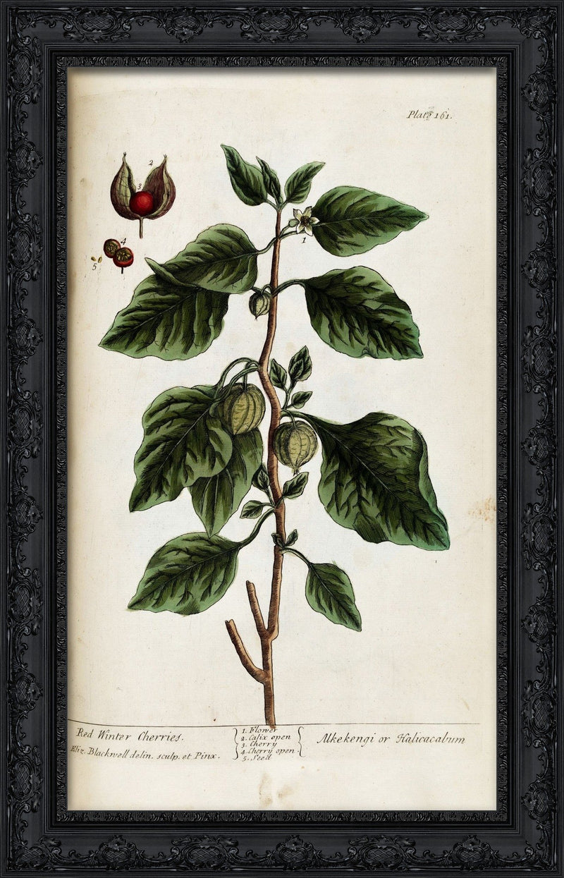 Red Winter Cherries (A Curious Herbal, Plate 161) – Elizabeth Blackwell, 1737