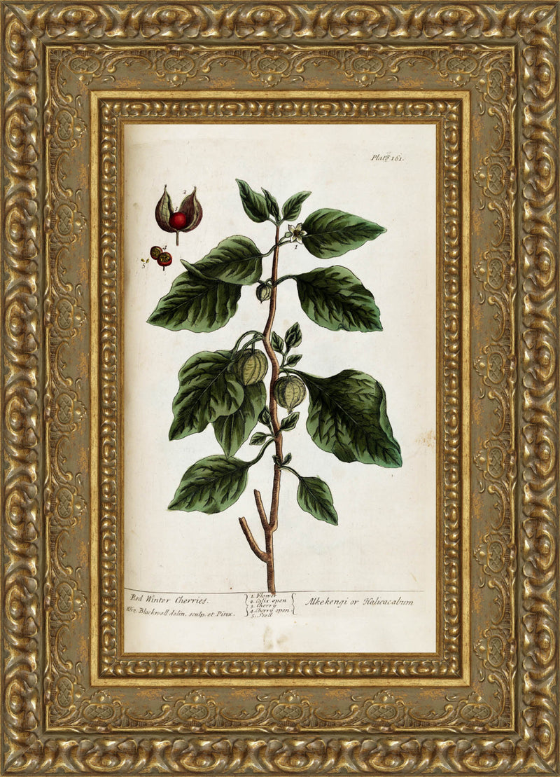 Red Winter Cherries (A Curious Herbal, Plate 161) – Elizabeth Blackwell, 1737