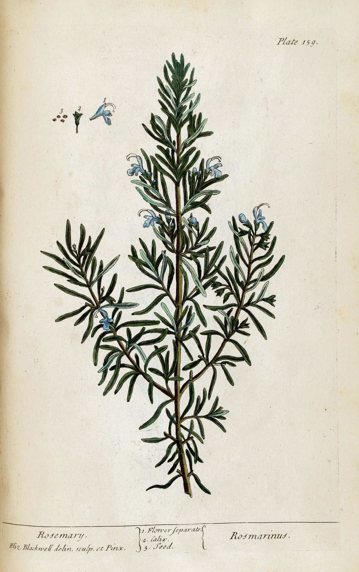 Rosemary, A Curious Herbal Plate 159 – Elizabeth Blackwell, 1737, framed
